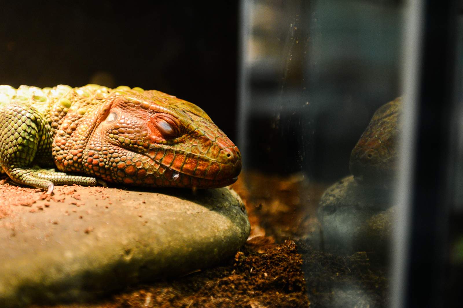 A day trip out to Monroe's Reptile Zoo Seattle Refined