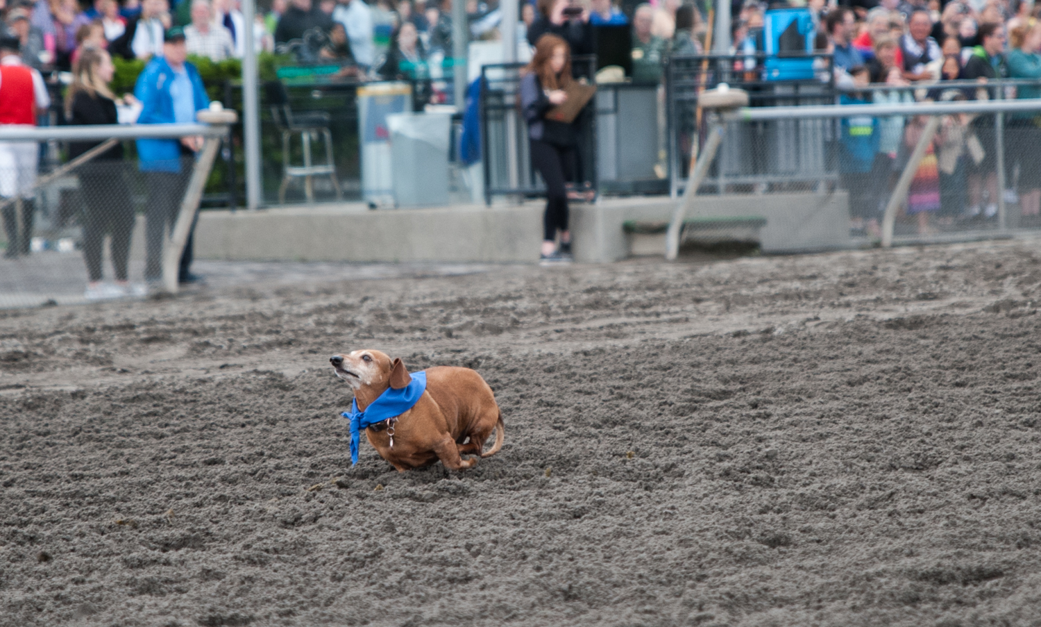 Photos Hot dog! It's the Wiener Dog Races at Emerald Downs Racetrack