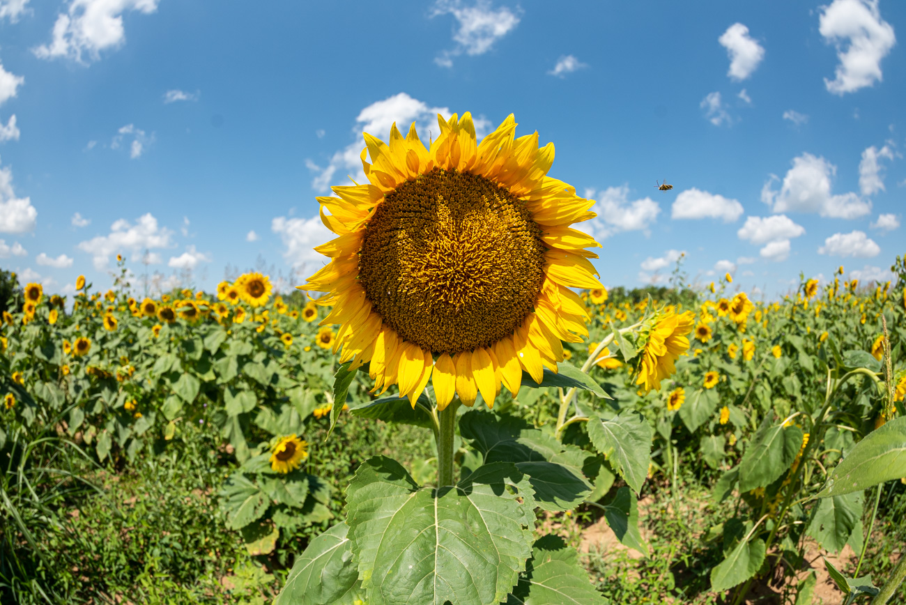 US 25 & 27 to Lexington Yields Loads of Great Scenery for Photogs