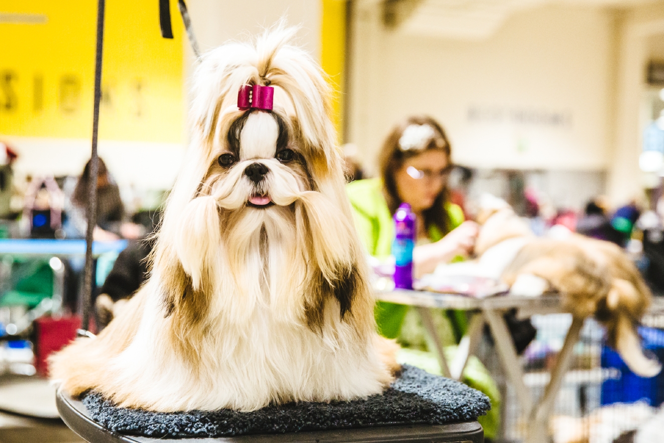 Photos Touring the Grooming Room of the Seattle Dog Show Seattle Refined