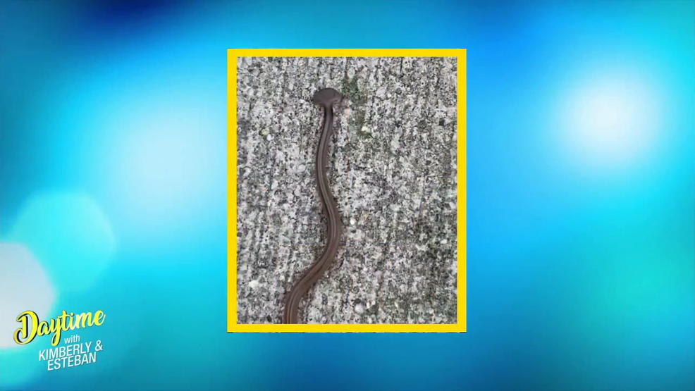 Dangerous Hammerhead Worm Found in the U.S. Watch Daytime