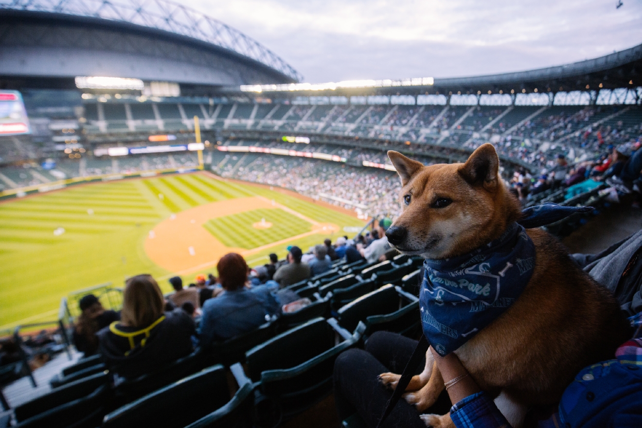 Who Let The Dogs In (To Safeco Field)? Mariners Host Bark in the Park