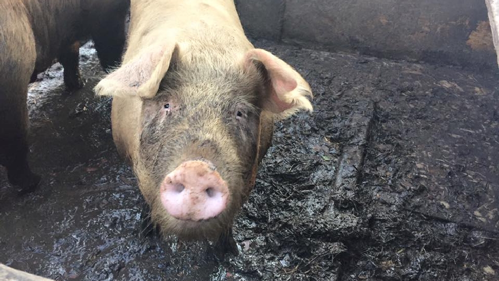 Sick and dead animals found on Plymouth County farm WJAR
