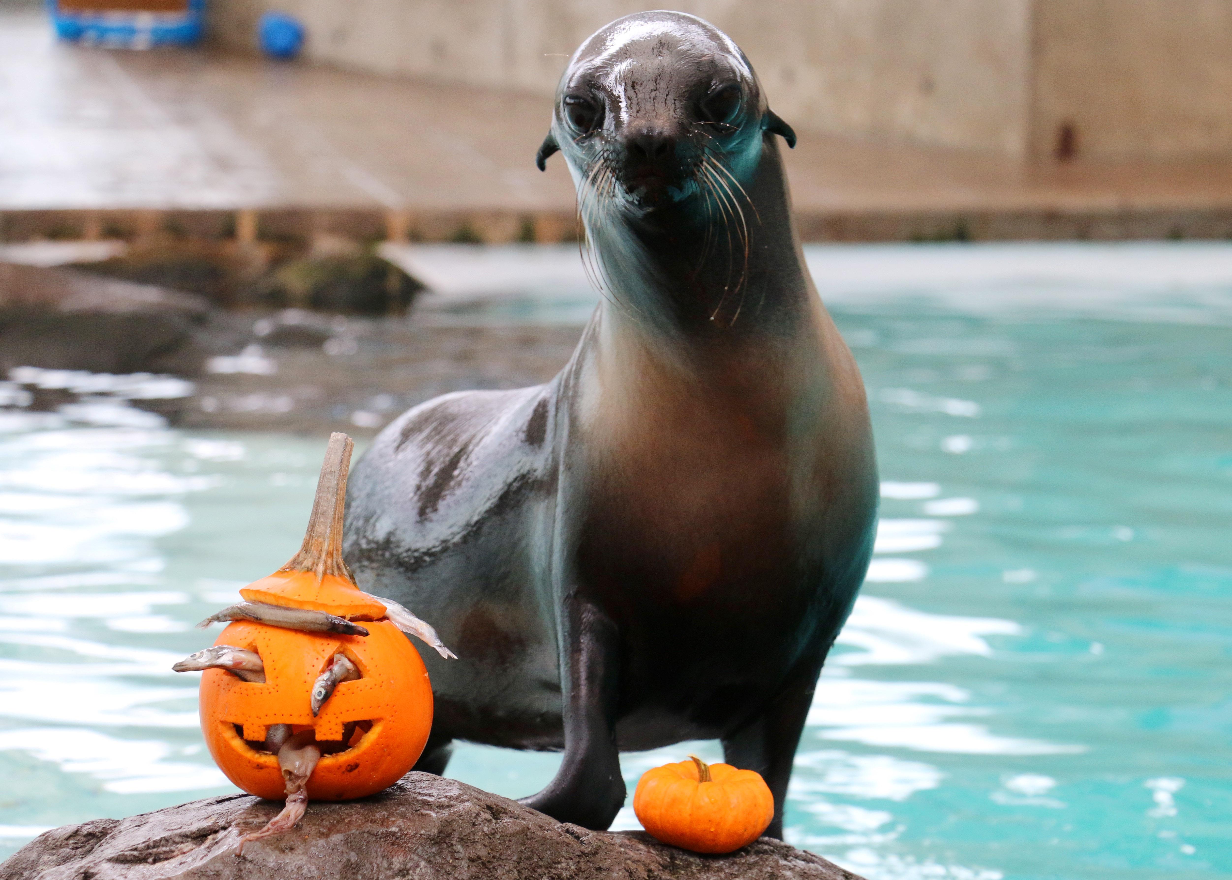 Cute Little Pumpkins Fur seals, sea lions enjoy tricks for treats! WJAR