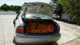 Tulare deputies catch citrus thief
