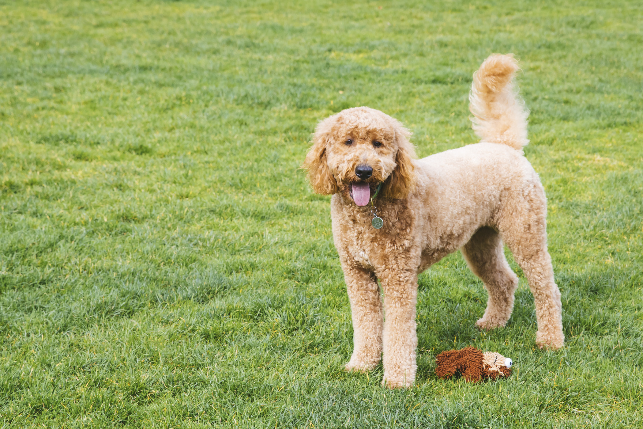 RUFFined Spotlight Rosie the GoldenDoodle Seattle Refined