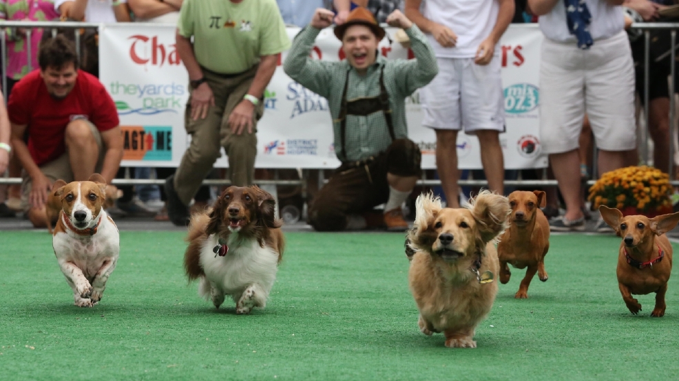 Oktoberfest goes to the dogs at the Wiener 500 DC Refined