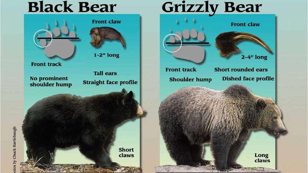 Boy hunting black bears kills 500pound grizzly in East Idaho KUTV