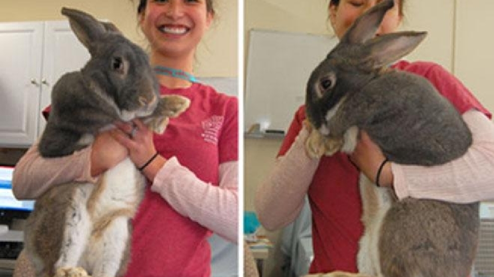 big bunny.jpg