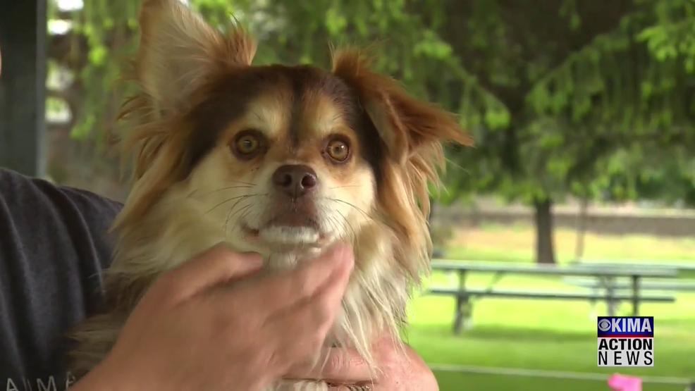 Yakima Humane Society's Pet of the Week Ziggy KIMA
