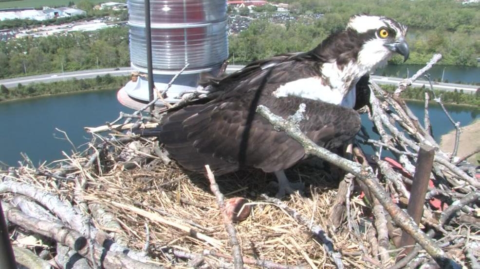 how many eggs do osprey lay