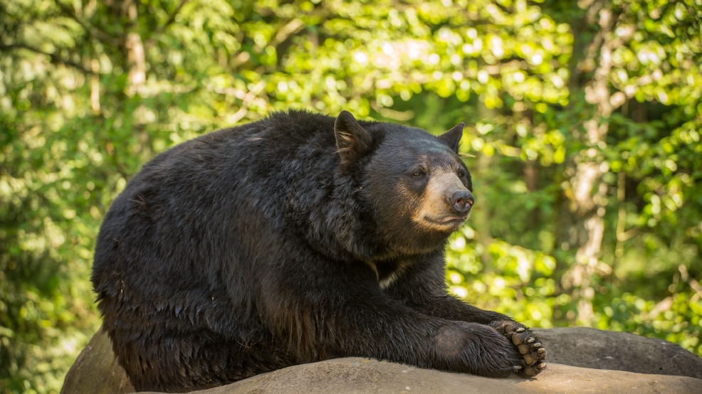iwokeuplikethis Oregon Zoo's black bears waking up from winter naps
