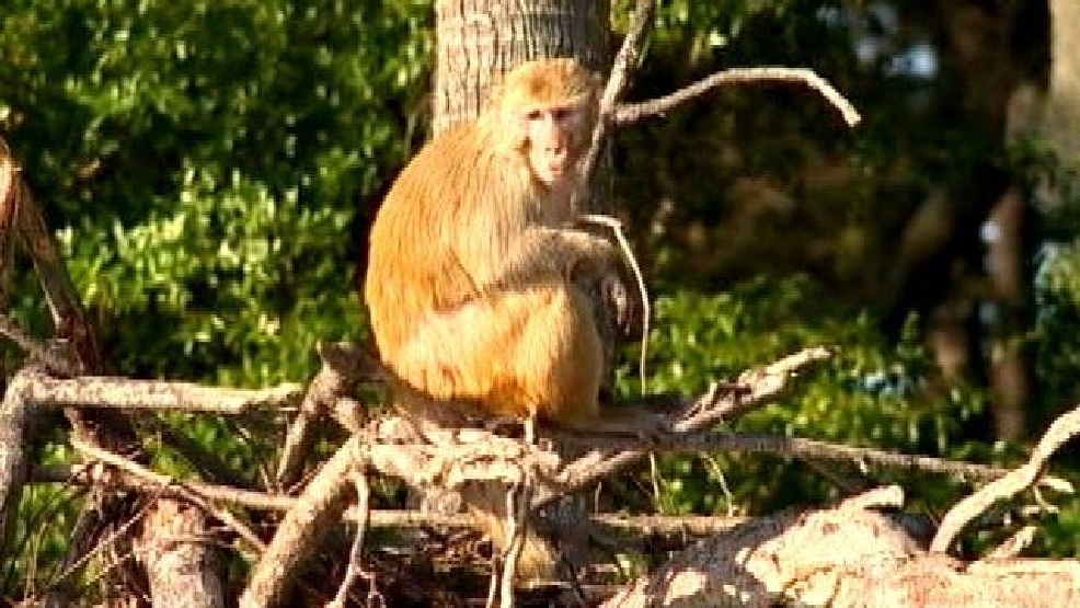 Controversial â??Monkey Islandâ?? is home to over 4,000 primates, bred