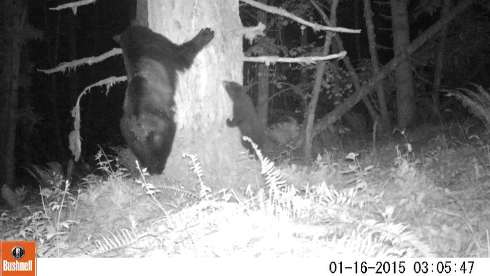 This Common Bear Became the Most Mysterious Creature Ever Seen