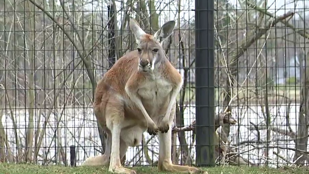 Wild Wednesday with the Kangaroos from the Columbus Zoo and Aquarium WSYX