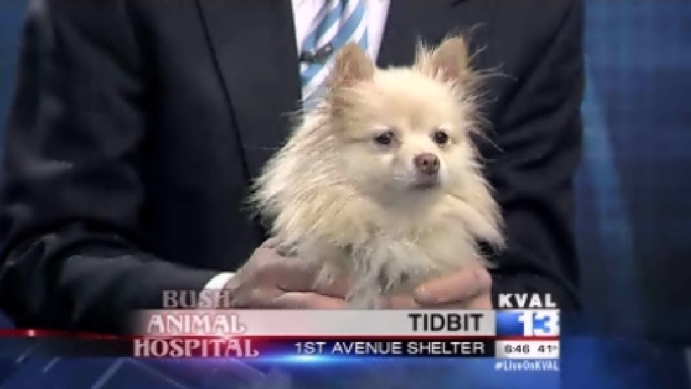 pet_tidbit.jpg
