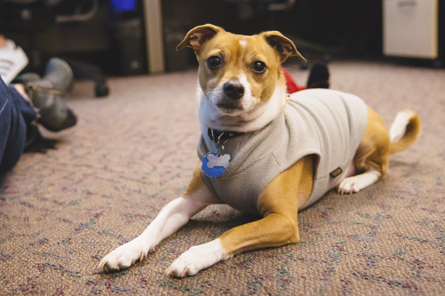 RUFFined Spotlight Maxine 'Maxi' the Rat Terrier Seattle Refined