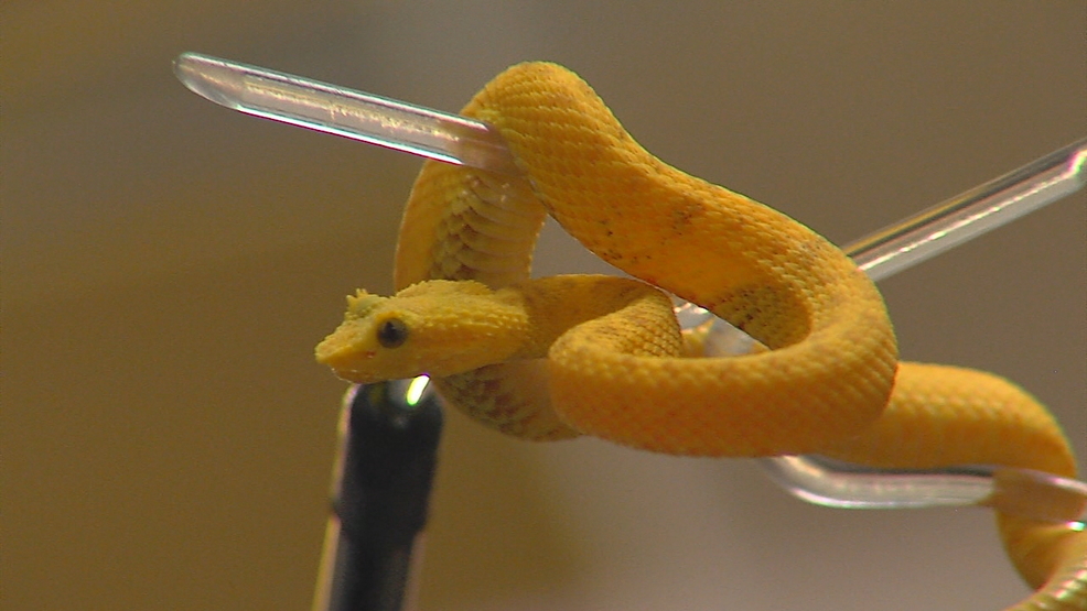 BEHIND THE EXHIBIT Venomous snake handling KTUL