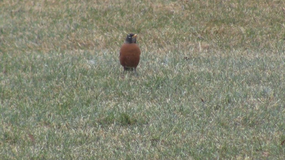 Birds Migrating Early To Northeast Wisconsin WLUK Birds Migrating Early To Northeast Wisconsin WLUK