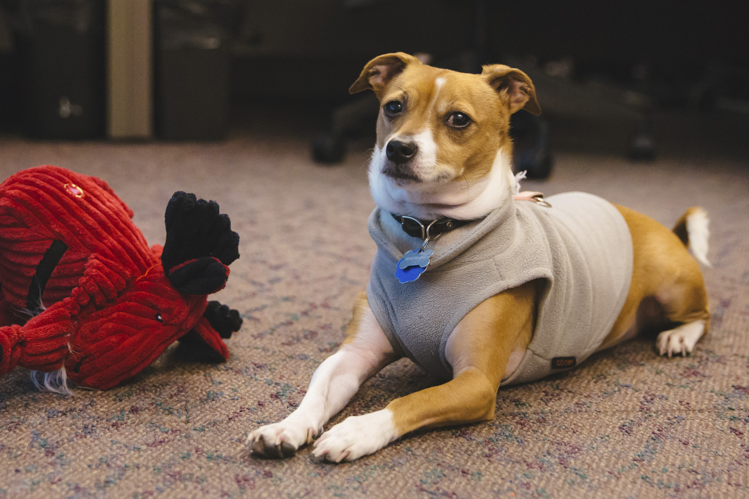 RUFFined Spotlight Maxine 'Maxi' the Rat Terrier Seattle Refined