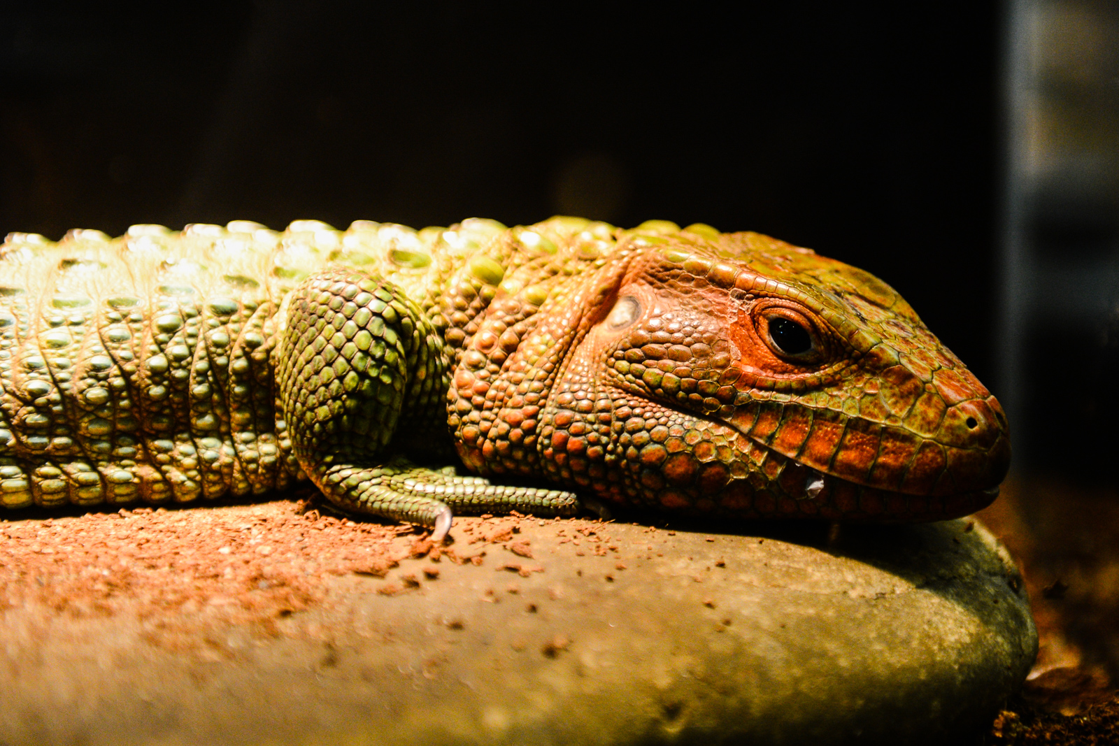 A day trip out to Monroe's Reptile Zoo | Seattle Refined