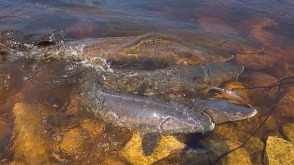 Sturgeon spawning activity soars in New London and Shiocton WLUK
