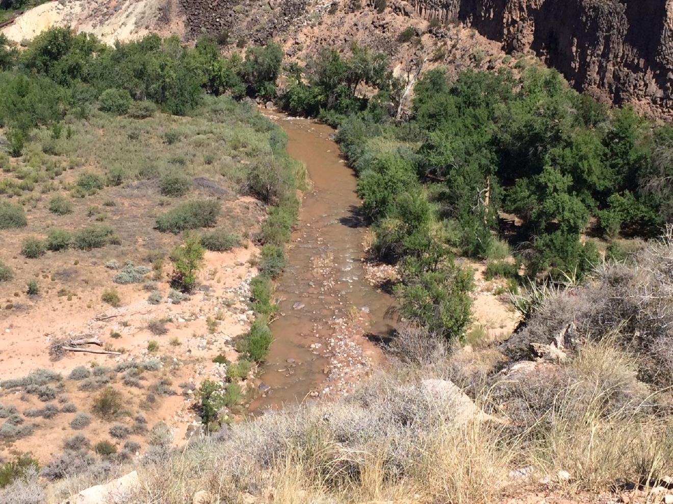 Invasive Plants In Utah