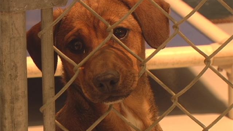 Animal Control Task Force proposes increasing adoption fee in Clovis to