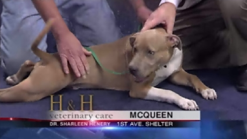 pet_mcqueen.jpg