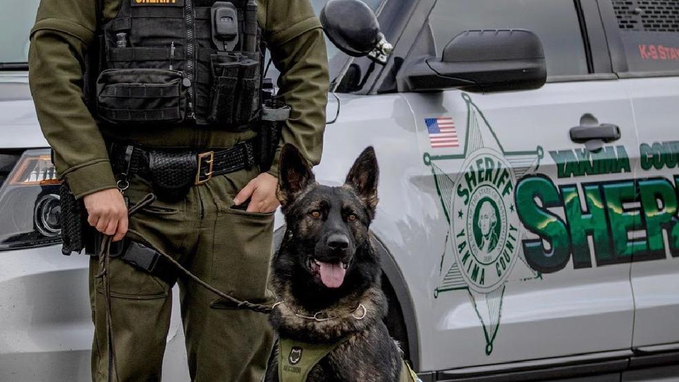 Yakima Sheriff's office adds new K9 officer KIMA