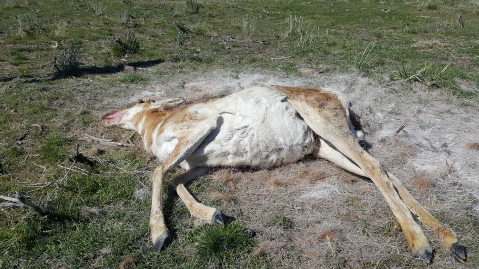 Police ask for public's help identifying suspect in Harney County antelope poaching 