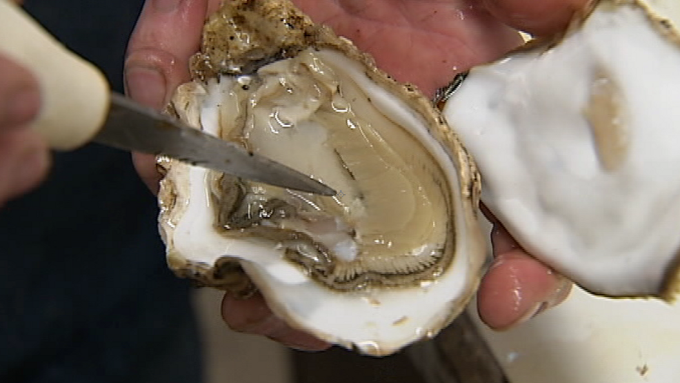 Wash. oyster growers abandon push to use controversial insecticide - KOMO News