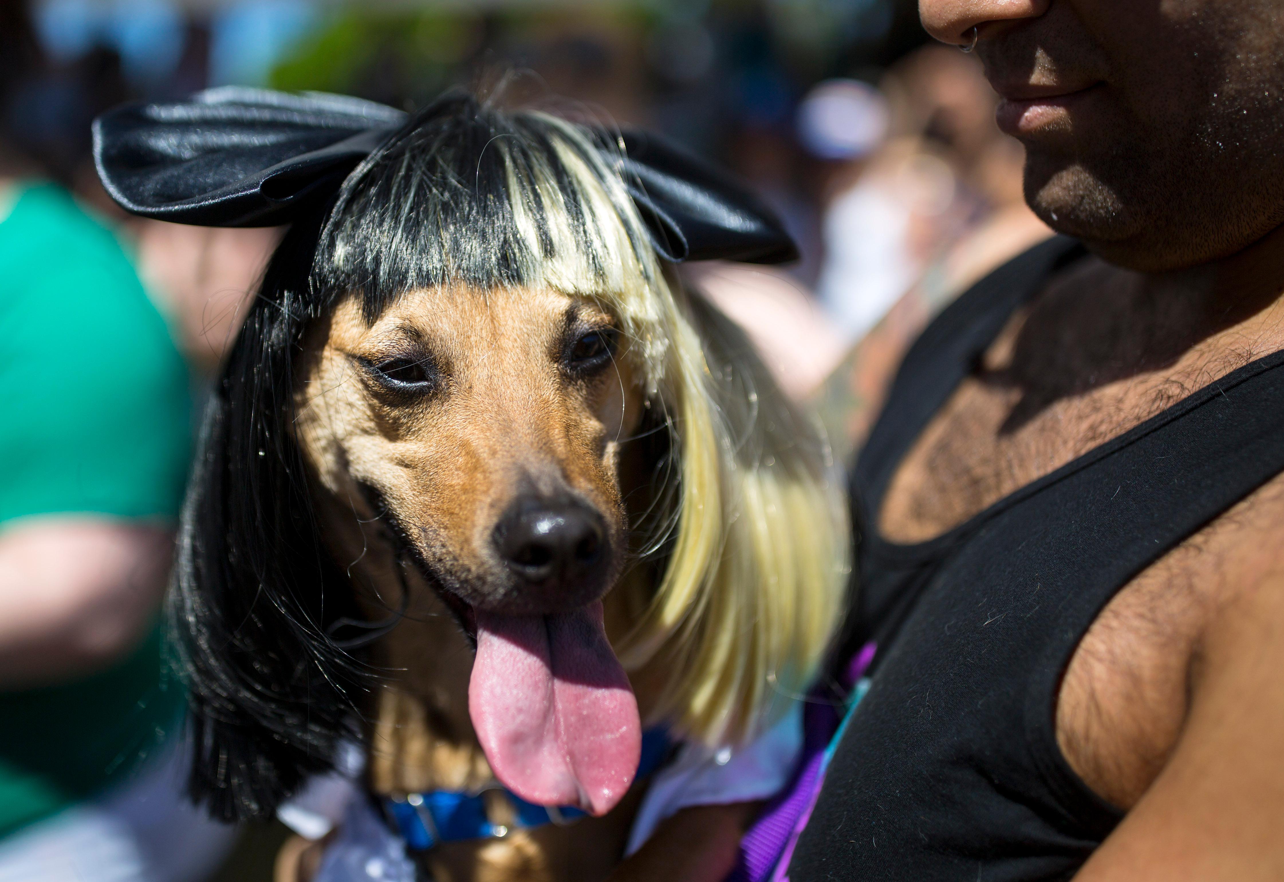 Photos This Doggie Drag Contest was a highlight of Pride 2017