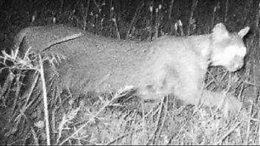 Unconfirmed Cougar Sightings Continue Year After Year Wset