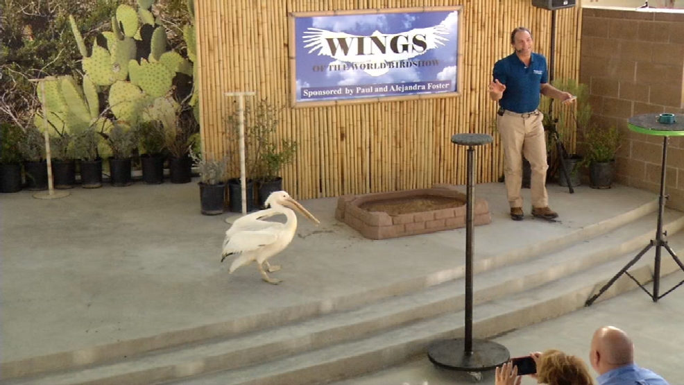 Free flight bird show to open at new amphitheater at El Paso Zoo KFOX