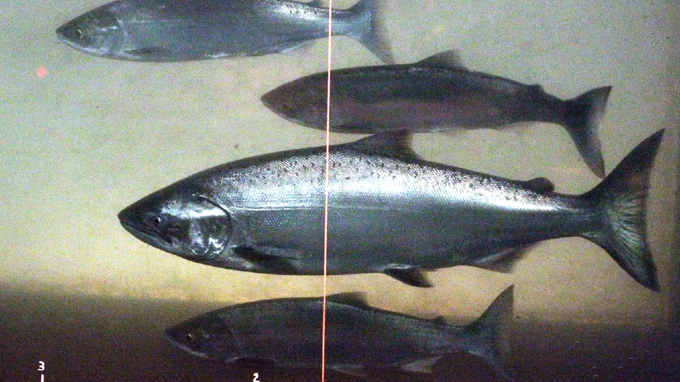 declining fish stock over fishing the worlds Teetering on the edge: the world's 100 most endangered species (photos) pelagic fish: unknown (declining) over-fishing and modification of the pool by local peopleprovide alternative water sources for stock. declining fish stock over fishing the worlds Teetering on the edge: the world's 100 most endangered species (photos) pelagic fish: unknown (declining) over-fishing and modification of the pool by local peopleprovide alternative water sources for stock.