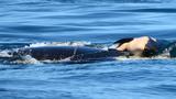 Grieving orca still swimming with her dead calf off Washington