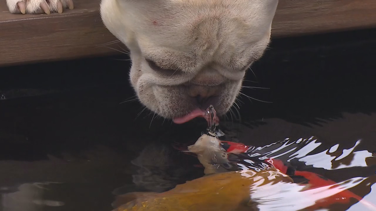 A fish tale local dog and koi fish form unlikely bond WTGS