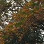 It's still summer, so why are 'autumn' leaves already falling?