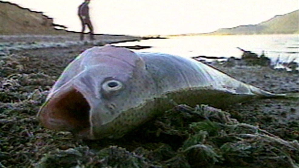 biologists-say-upstate-ny-fish-die-offs-are-common-in-spring-wstm