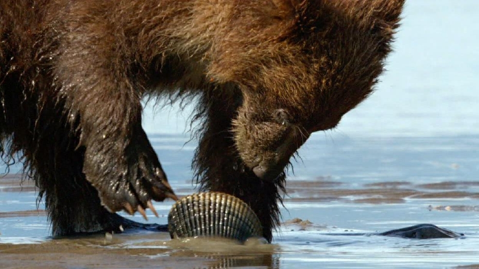 Bears3.jpg