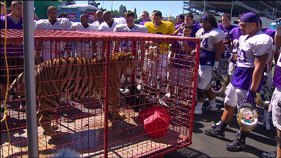 In advance of LSU game, UW Huskies check out real tiger | KOMO