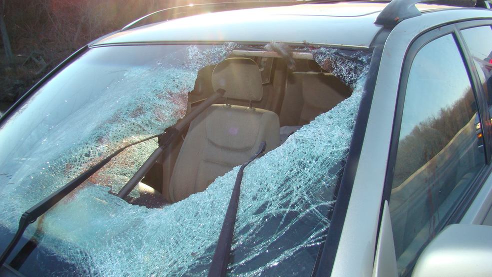 Turkey crashes through car windshield WICS