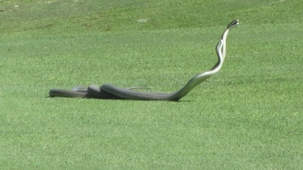 Video Black mamba snakes fight on golf course WKRC