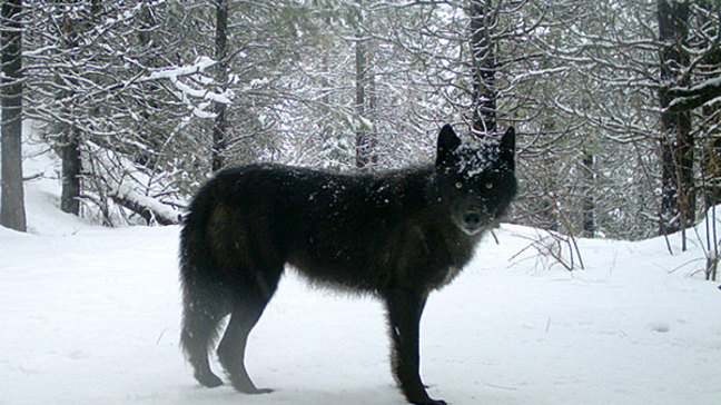 Oregon officials kill 2 wolves in effort to save cattle