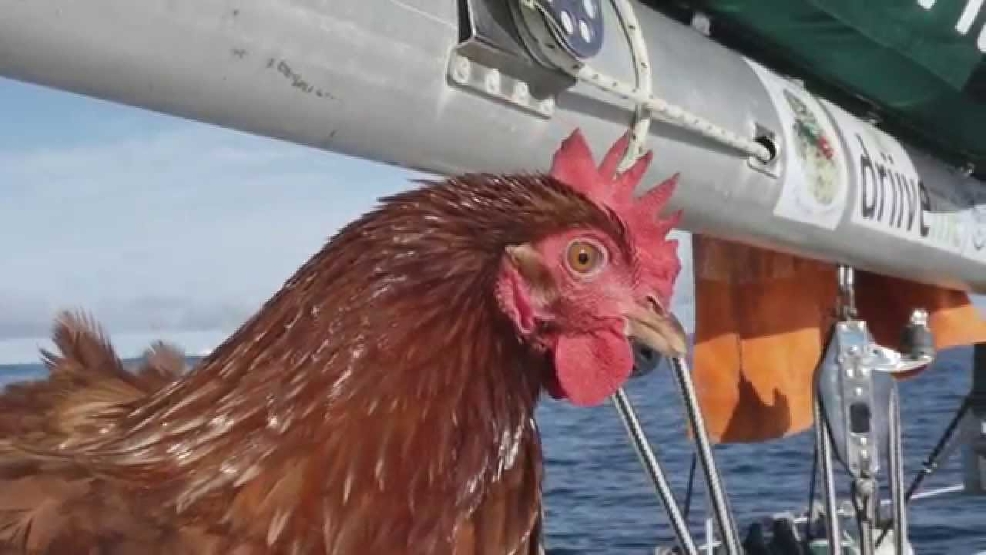 Yes, that is a chicken on a sailboat KOMO