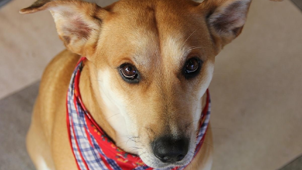 Because Pets Can Be Foodies, Too Cincinnati Refined