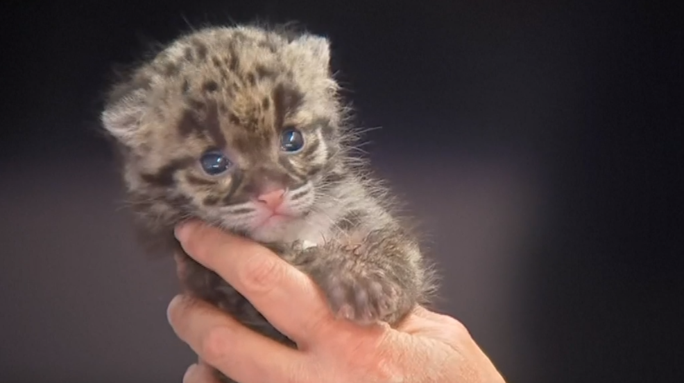 Pittsburgh Zoo introduces clouded leopard cub | WJAC