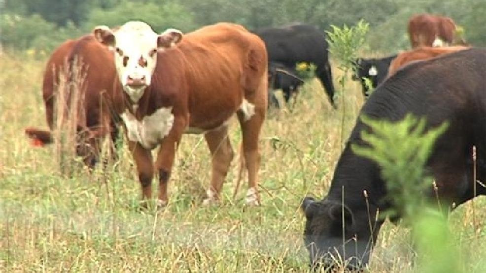 GRASS%20FED%20BEEF%200823.jpg