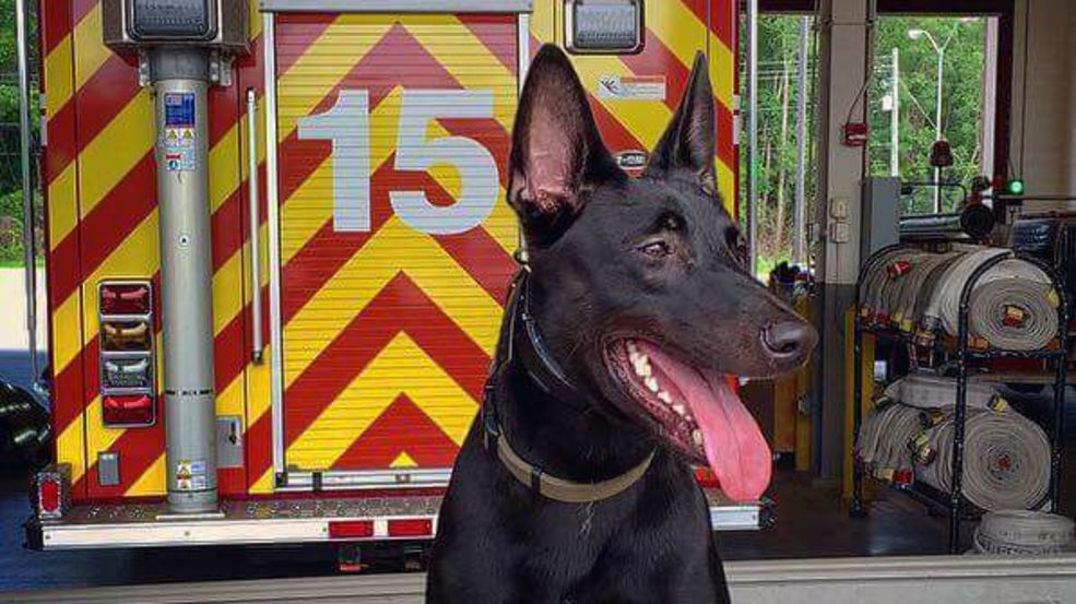 Mobile Search & Rescue K9 Injured In Hit-and-run | WEAR